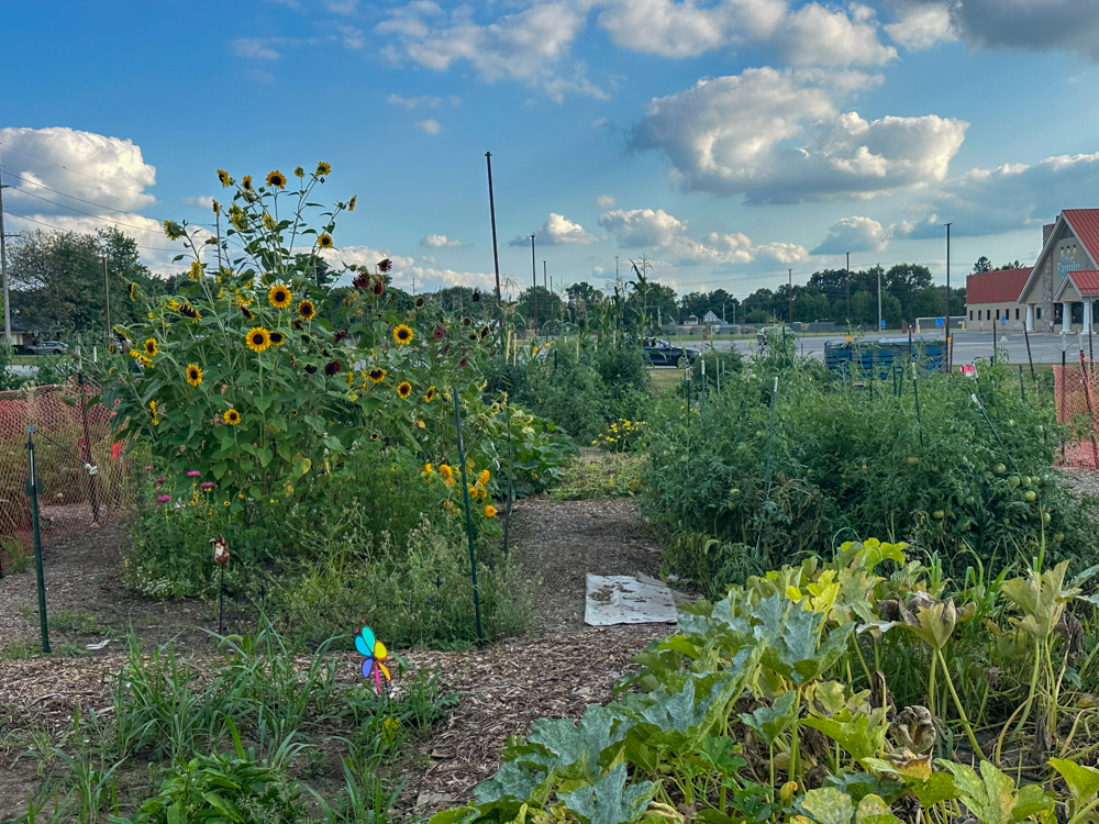 Flowers, fruits and vegetables flourish in a community garden as volunteers help maintain the growing space.