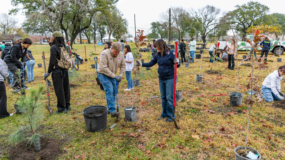 Many volunteers plant trees together in an outdoor green space.