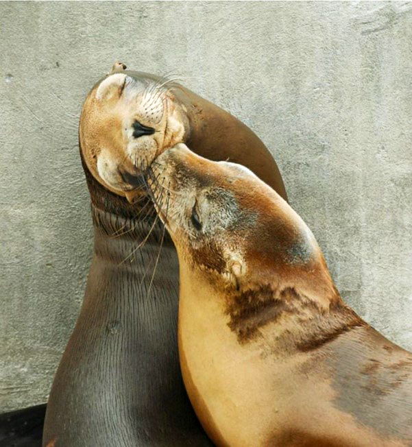 Two sea lions touching and leaning into each other in front of a cement wall, appearing to hug.