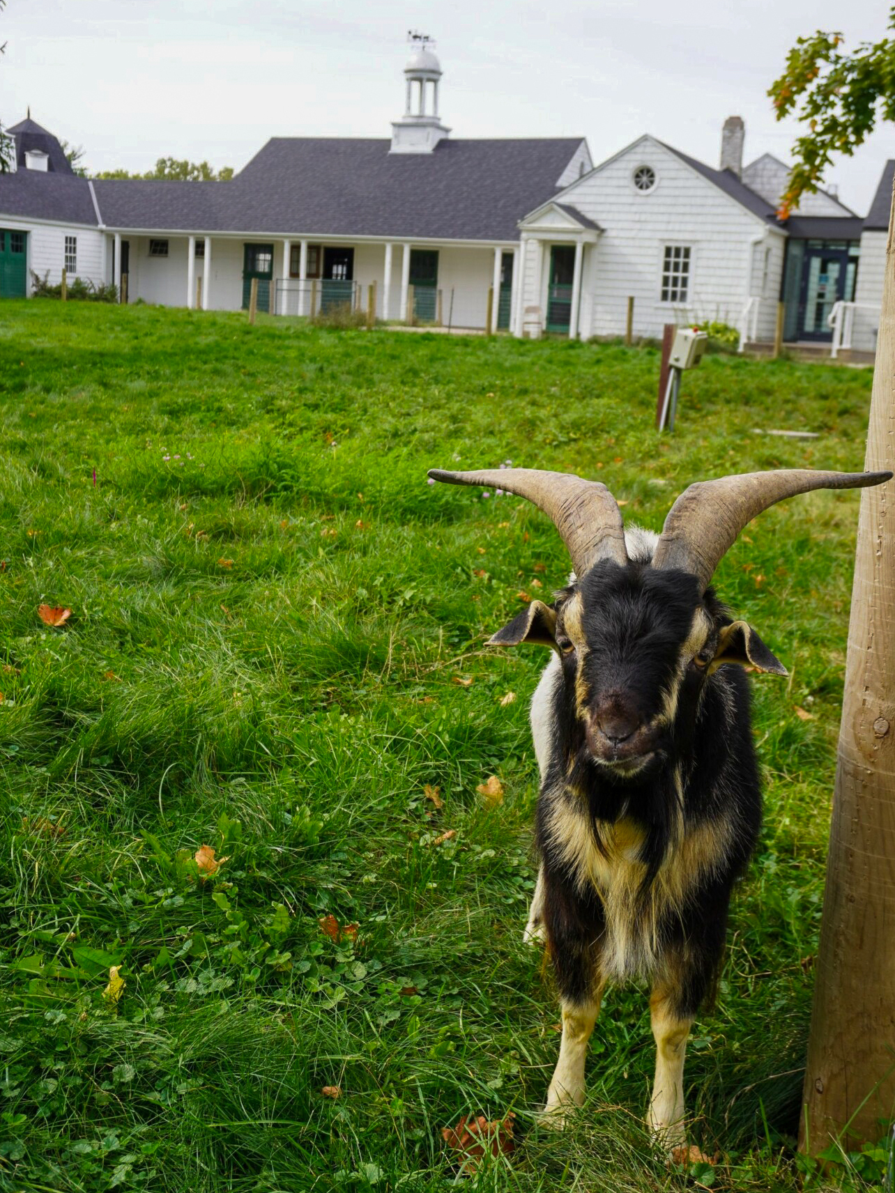 A goat stands beside a fence post in a grassy pasture.