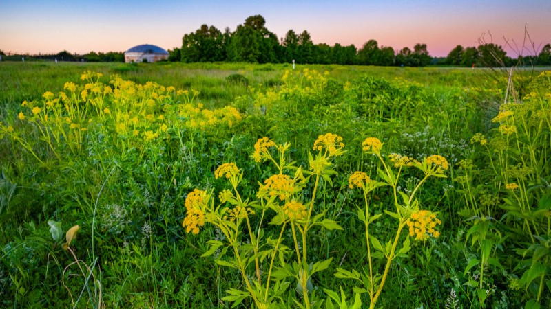 A field of tall flowers and grass with a storage tank in the distance.
