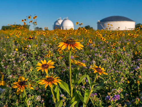 Wildflowers near refinery
